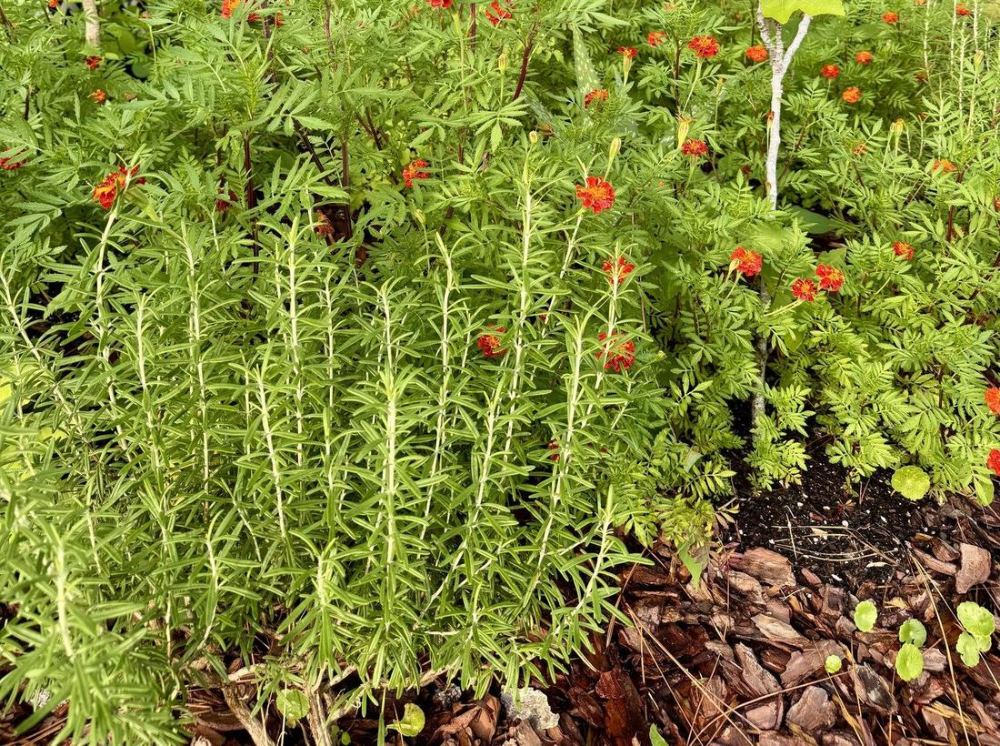 Rosemary and marigolds growing in a Central Florida Zone 9b garden bed